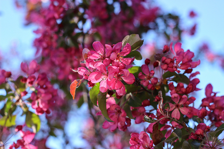 Red flowers of ornamental apple treeの写真素材