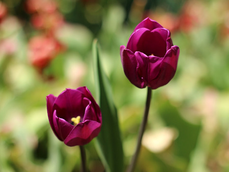 purple tulips blooming in springの写真素材