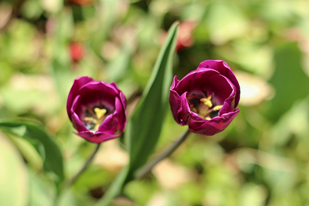 purple tulips blooming in springの写真素材