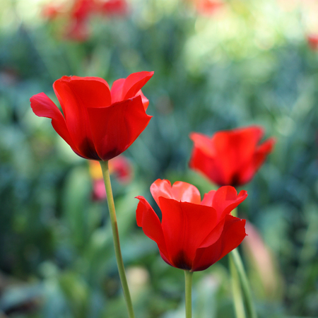 red tulips blooming in springの写真素材
