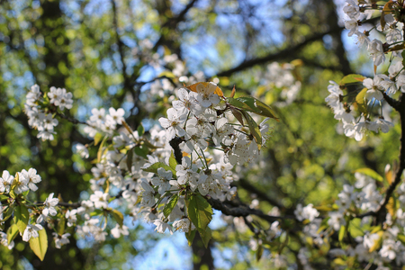 Flowers of the cherry blossoms on a spring dayの写真素材