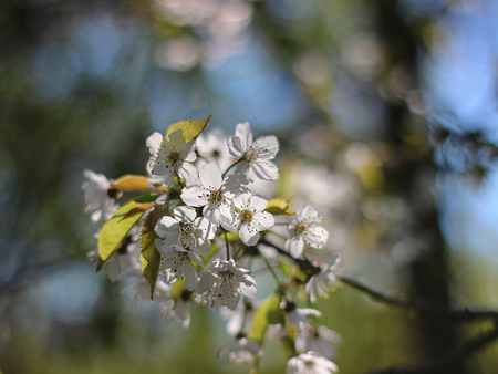 Flowers of the cherry blossoms on a spring dayの写真素材