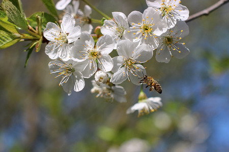 Flowers of the cherry blossoms on a spring dayの写真素材