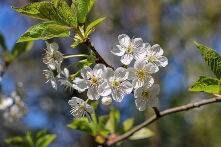 Flowers of the cherry blossoms on a spring dayの写真素材