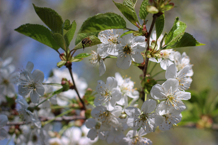 Flowers of the cherry blossoms on a spring dayの写真素材