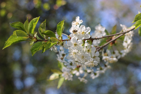 Flowers of the cherry blossoms on a spring dayの写真素材