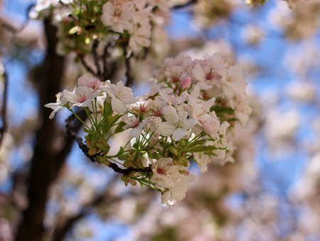 Beautiful spring composition with pink flowerの写真素材
