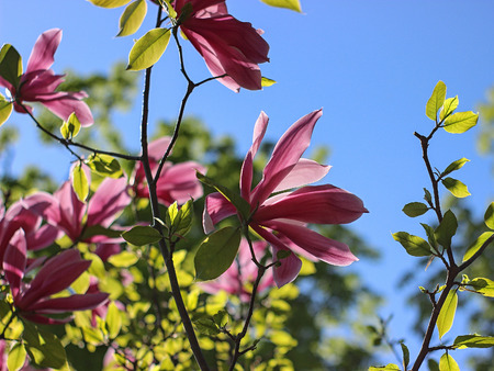 Pink magnolias in spring day.の写真素材