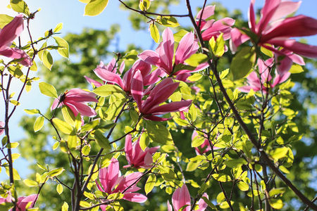 Pink magnolias in spring day.の写真素材