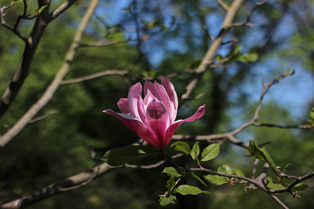 Pink magnolia in spring day.の写真素材