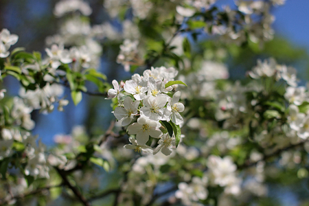 blooming apple tree in the parkの写真素材