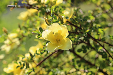 Yellow rose in a gardenの写真素材