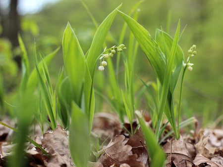 lily of the valley in the forestの写真素材