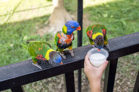 Three Lorikeet parrots close-up in Kuala Lumpur Bird Park drink coconut nectar
