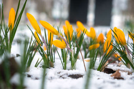 Many yellow crocuses in a snowy forest glade close up