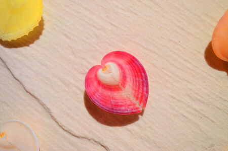 Natural pink heart shape shellの写真素材