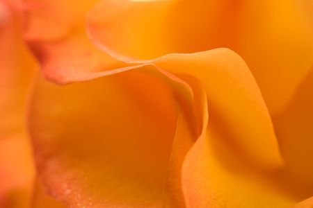 Intimate close-up of rose can be used for background for stationery, other images or wedding correspondence.の写真素材