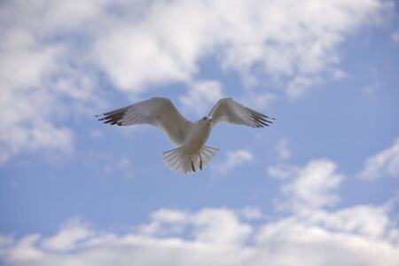 White seagull hovering in flight in front of blue sky with white clouds.