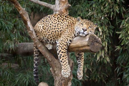 Big, beautiful leopard resting on a tree limb at local zoo.