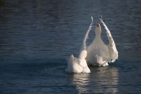 Two white geese swimming on lake.  Wings of one are raised, as in worship.  Plenty of room for copy.の写真素材
