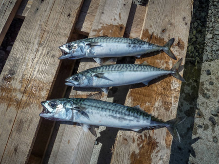 Mackerel catch on fishing in the seaの写真素材