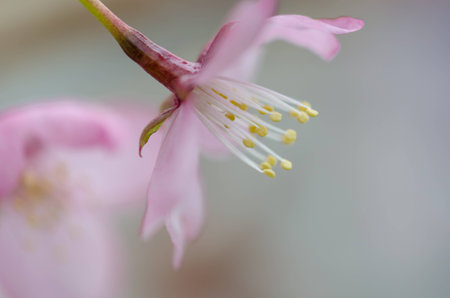 Pink flower close upの写真素材