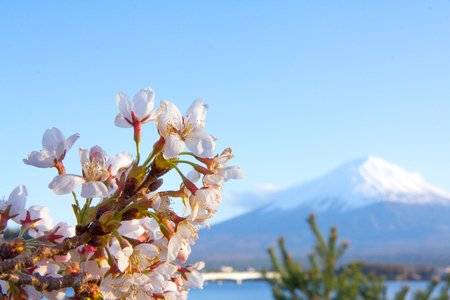 Cherry blossom with mountain Fuji at Kawaguchi lakeの写真素材