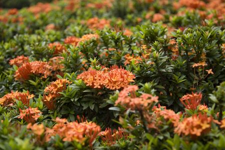 A field of ixora flowers. shallow depth of field