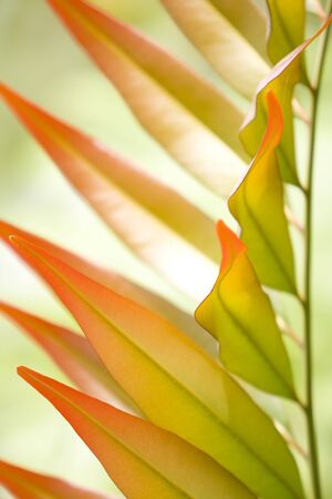 Colourful Leaves Background