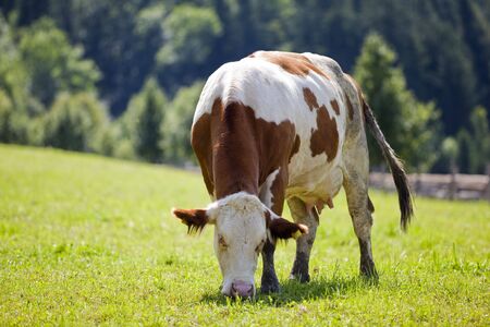 Cow grazing on farmの写真素材