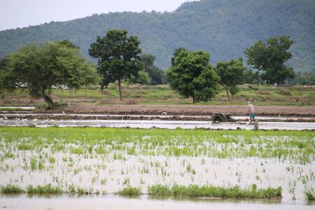 farmer plow In the rice fieldの写真素材