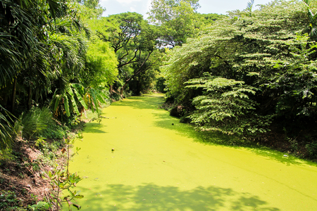 Green riverの写真素材