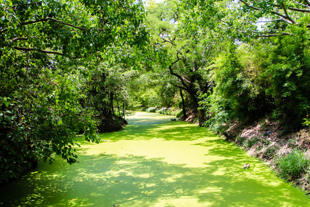 Green riverの写真素材