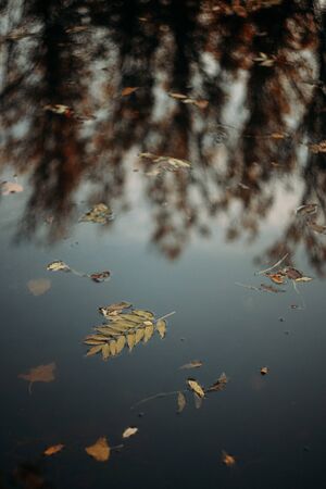 Fallen autumn leaves in water and rainy weather. Fall timeの写真素材