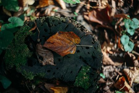 fallen leaves in autumn forest at sunny weather. Beautiful autumnの写真素材