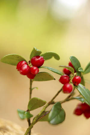 cranberry growing in the woodsの写真素材