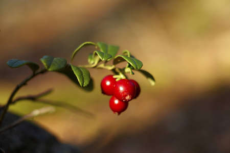 cranberry growing in the woodsの写真素材