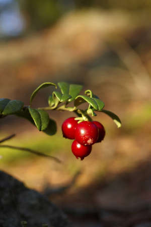 cranberry growing in the woodsの写真素材