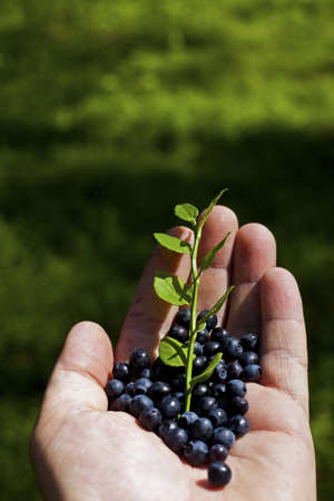 Bilberry grows in the Finnish forestの写真素材