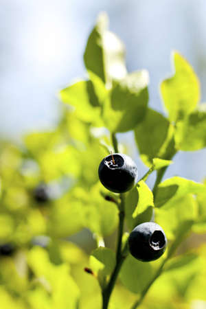 Bilberry grows in the Finnish forestの写真素材
