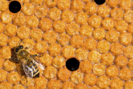 Bee in to nature