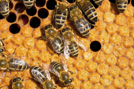 Bee in to nature