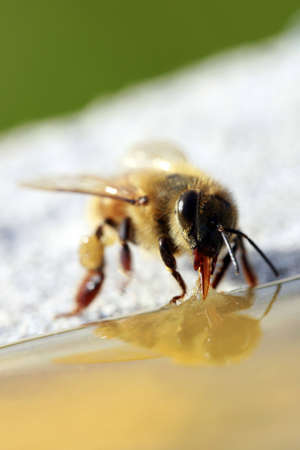 Bee in to natureの写真素材