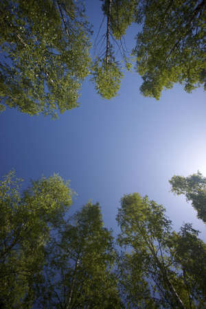 Finnish old-growth forest in the summerの写真素材