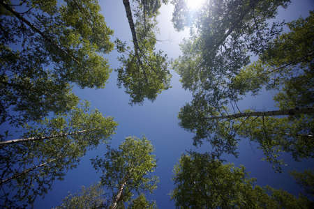 Finnish old-growth forest in the summerの写真素材