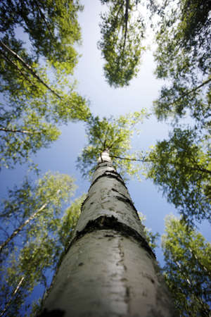 Finnish old-growth forest in the summerの写真素材
