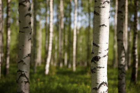 Finnish old-growth forest in the summerの写真素材