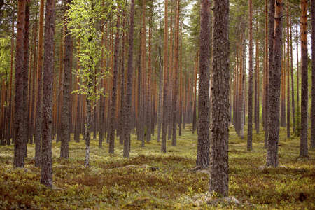 Finnish old-growth forest in the summerの写真素材