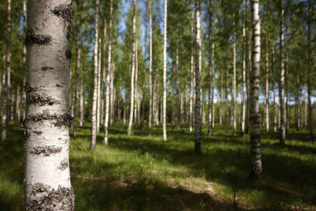 Finnish old-growth forest in the summerの写真素材