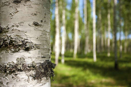 Finnish old-growth forest in the summerの写真素材